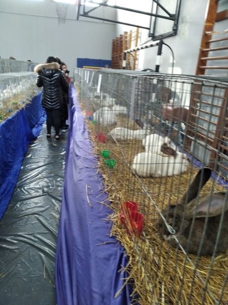  - Expoziția Județeană Fauna Bănie 2022