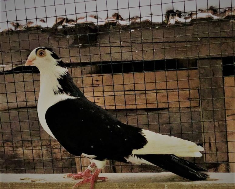 12513 mascul 2021 - Jucători de galați