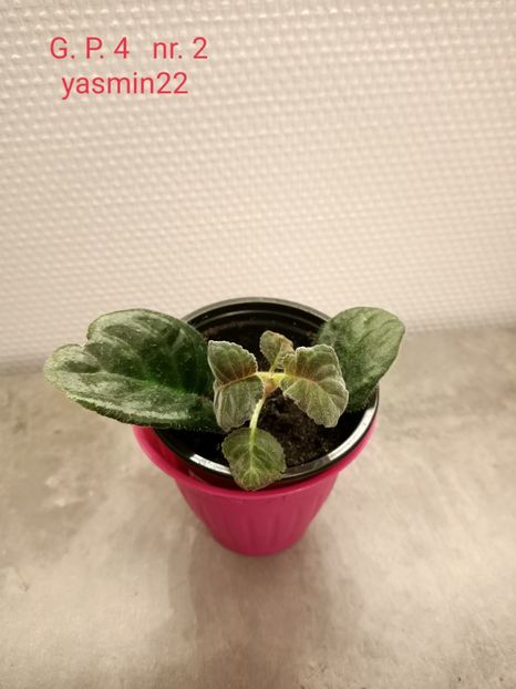  - Gloxinia la prins în 2021-2022-2024