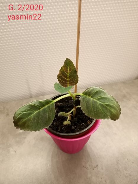  - Gloxinia la prins în 2021-2022-2024