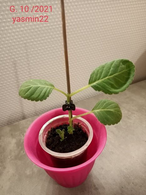  - Gloxinia la prins în 2021-2022-2024