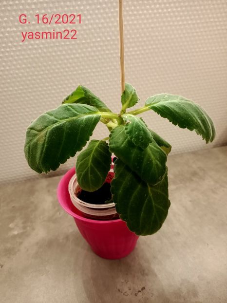  - Gloxinia la prins în 2021-2022-2024