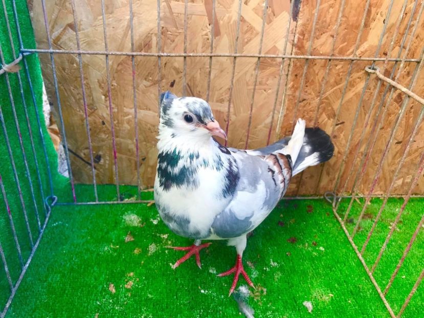 Femela 3 - Zburator de Beograd