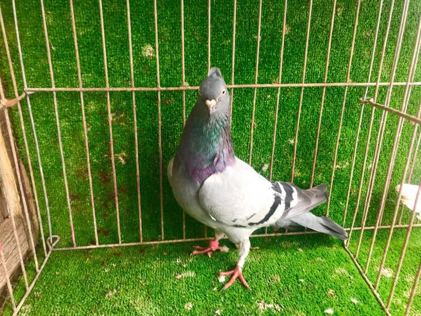 Femela 7 - Zburator de Beograd