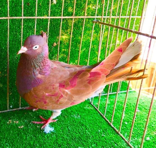 Femela 1 - Zburator de Beograd