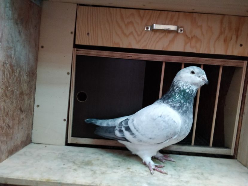 1 - Poze porumbei ianuarie 2022