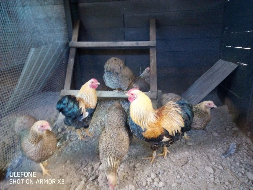  - Patakmenti-Hóstát kis gazdaság