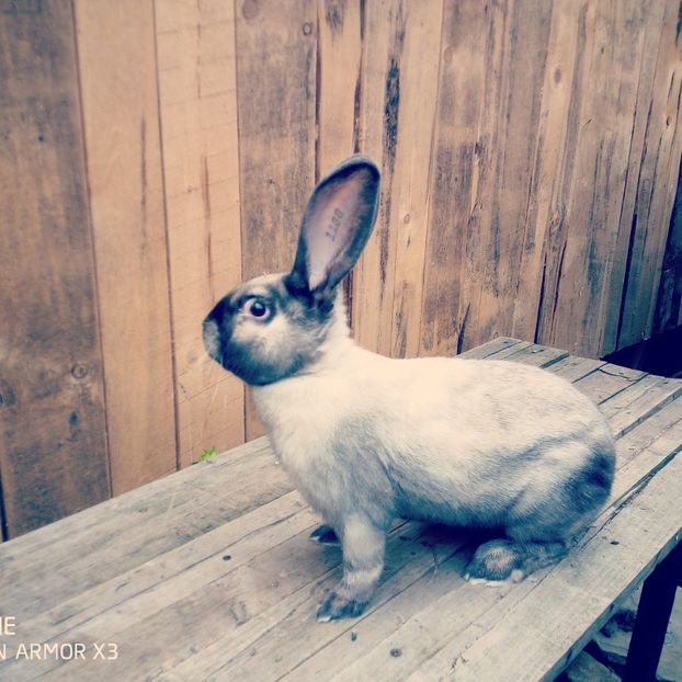  - Patakmenti-Hóstát kis gazdaság