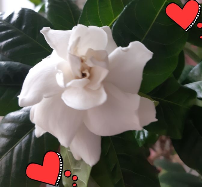  - GArdenia- Iasomie