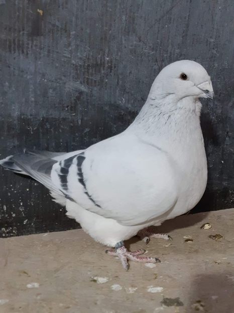 Fem 2020 - VOIAJOR ROMANESC DE FRUMUSETE FEMELE