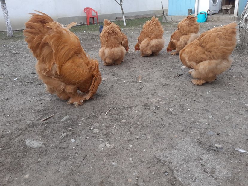  - Cochinchina Matcă 2022