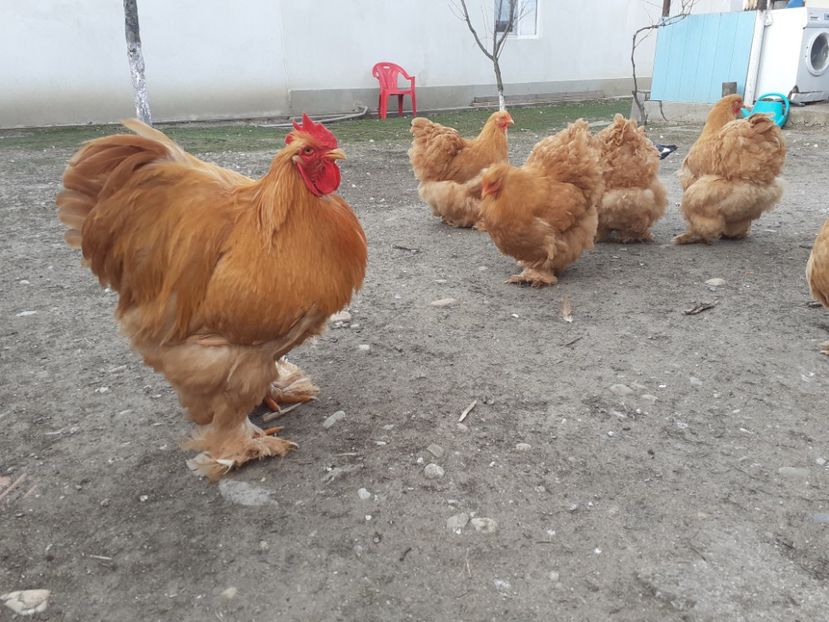  - Cochinchina Matcă 2022