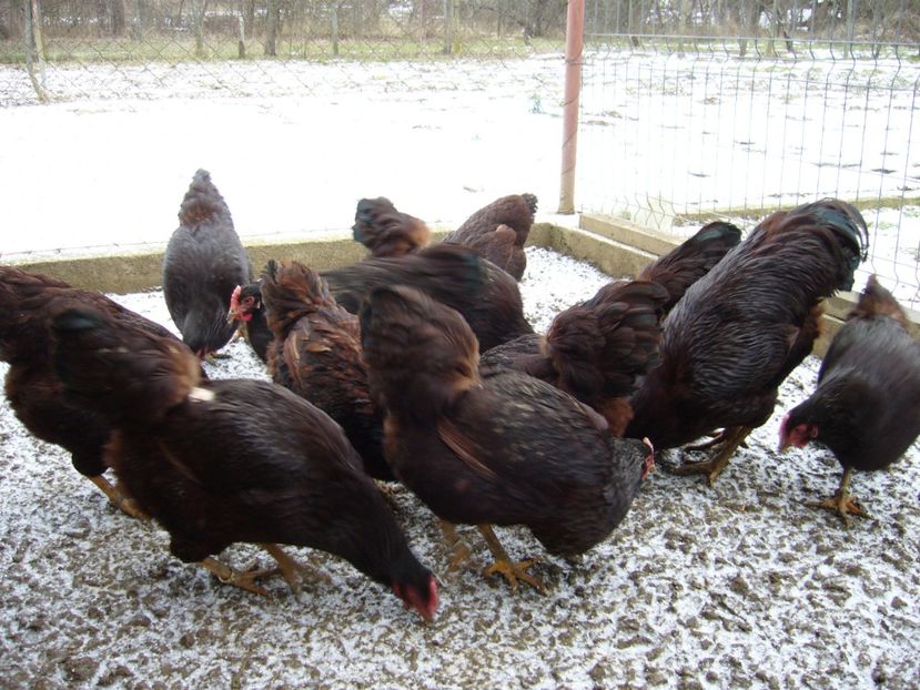 P1050439 - matca wiandotte aegintiu