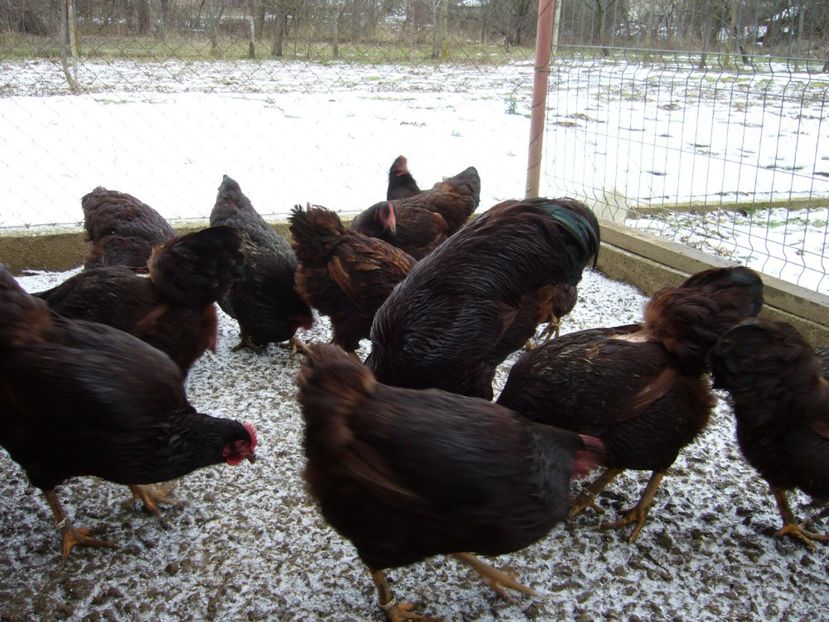 P1050440 - Matca Rhode Island 2022