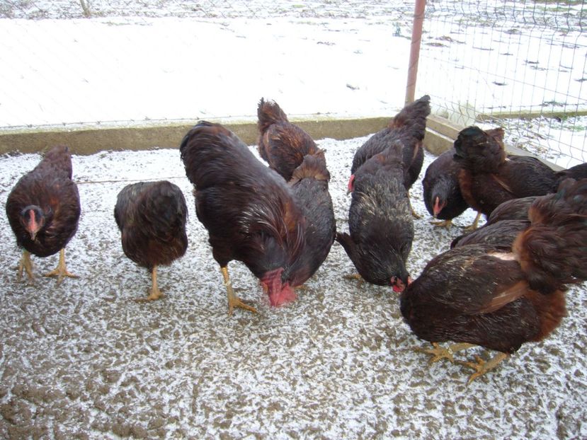 P1050441 - Matca Rhode Island 2022