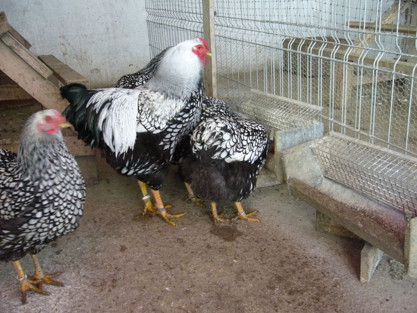 P1050396 - Matca Wiandotte Argintiu 2022