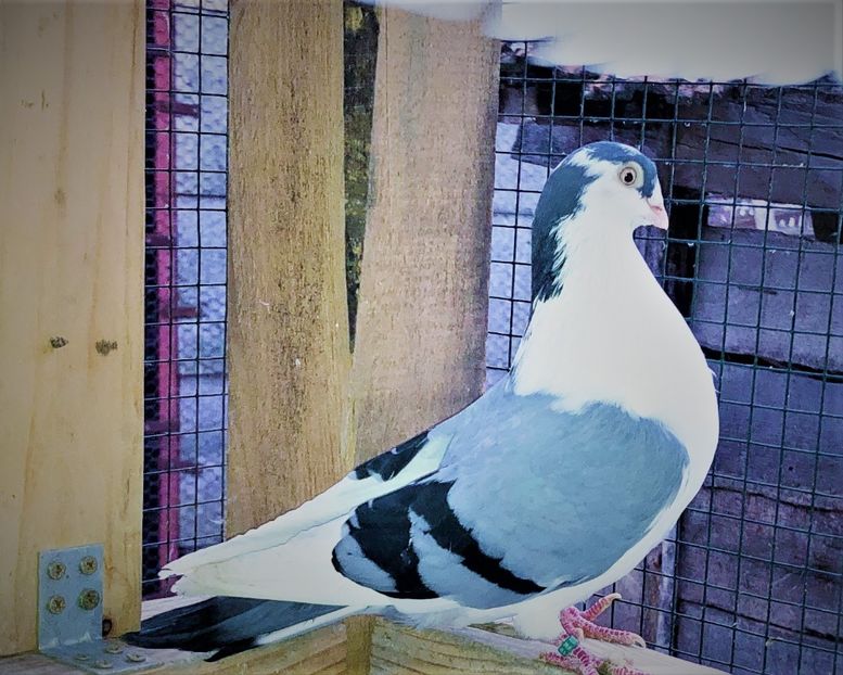 7026  mascul  2019 - B - perechi 2022