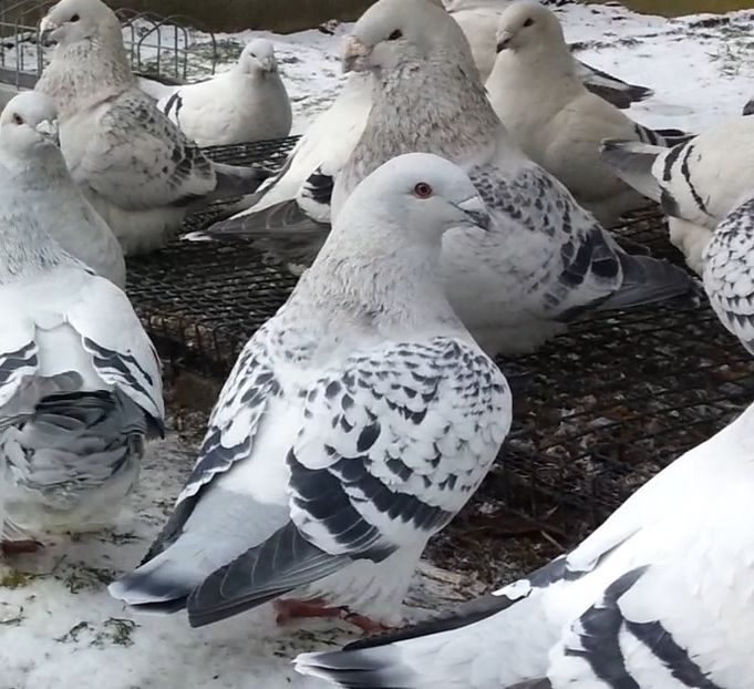 25 - h- MLODE -2021- Youth