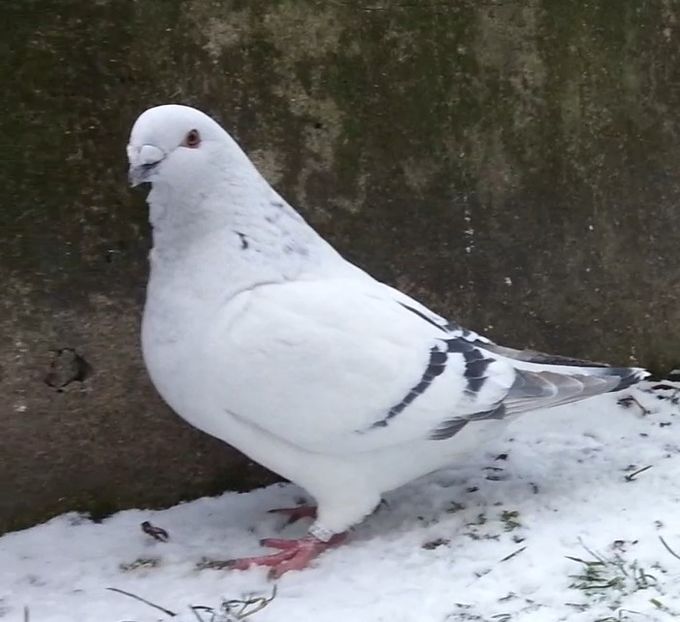 36 - h- MLODE -2021- Youth