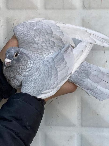  - Nu îmi aparțin 3