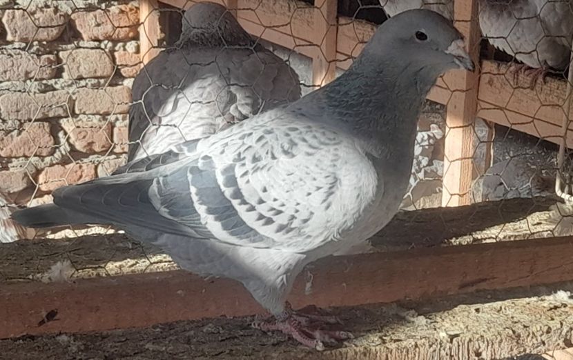  - Porumbei standard și vrdf 2022