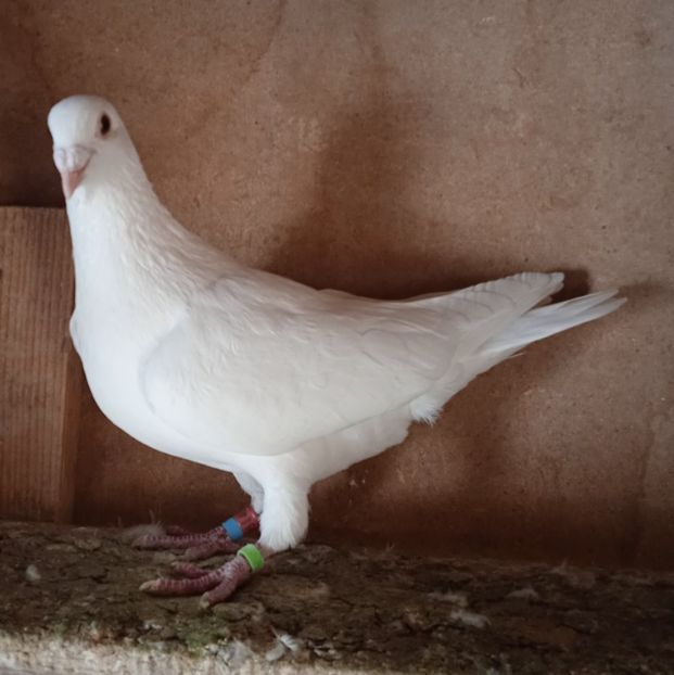 Mascul 19-401....- Baleni - Porumbei vanduti