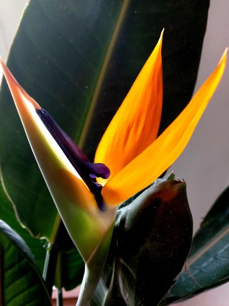  - Strelitzia Reginae