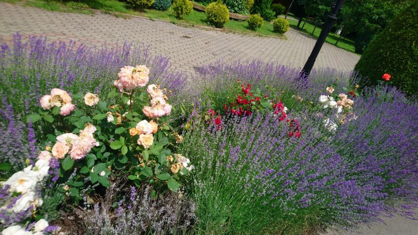  - 2021 SÂMBĂTA DE SUS ȘI SINAIA