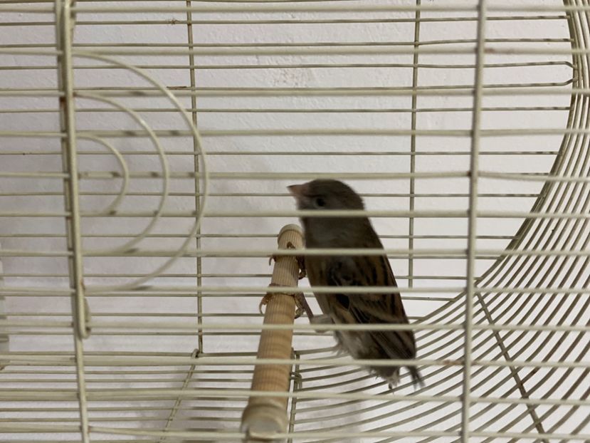 A8E16B78-AD5D-416D-AA35-8680B8EFAB08 - Canari
