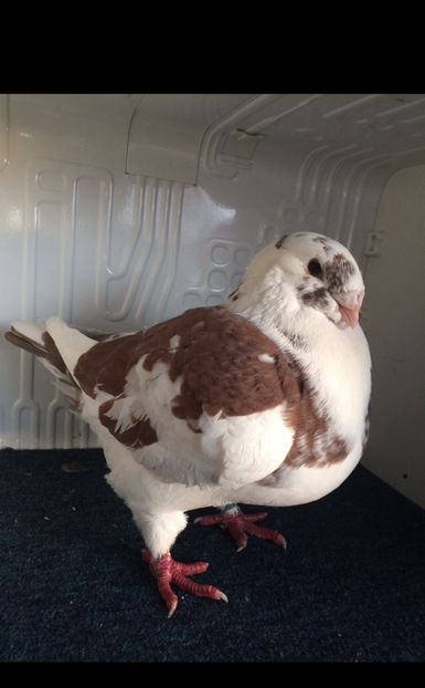 F2019 - Porumbei vanduti 2017-2025