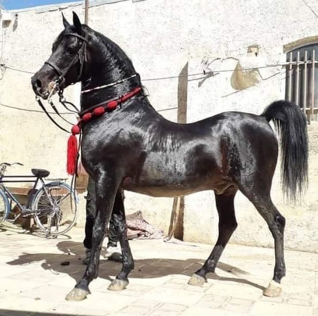  - Cai animale nobile