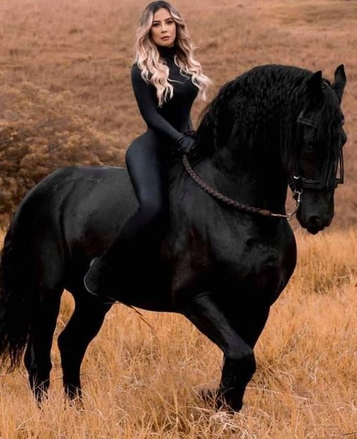  - Cai animale nobile