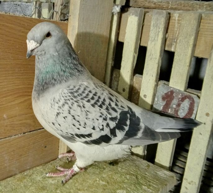  - solzati standard 2022