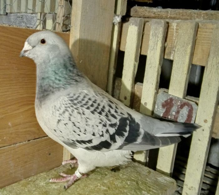  - solzati standard 2022