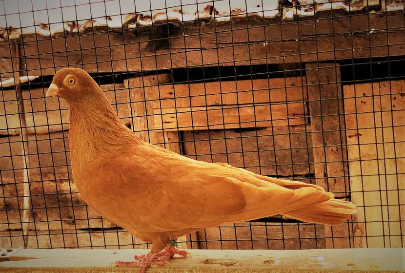 7034  mascul  2019 - B - perechi 2022