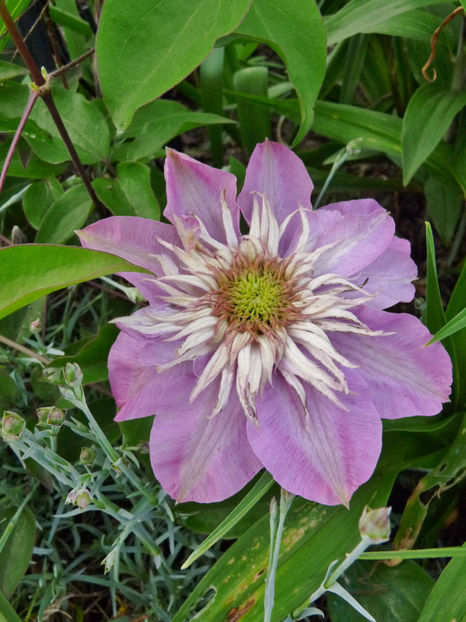  - Clematis