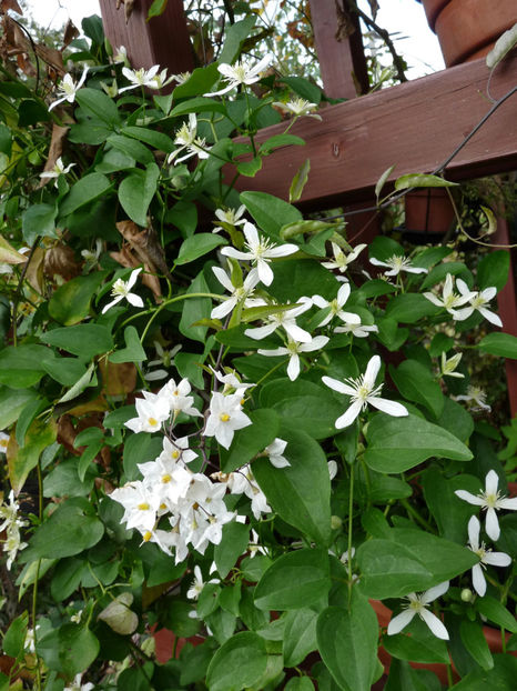  - Clematis