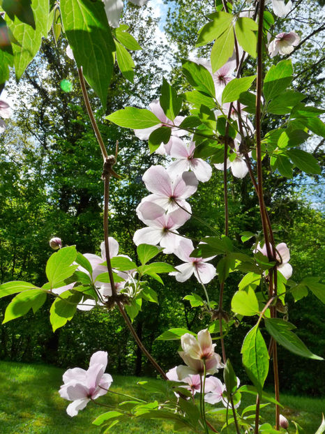  - Clematis