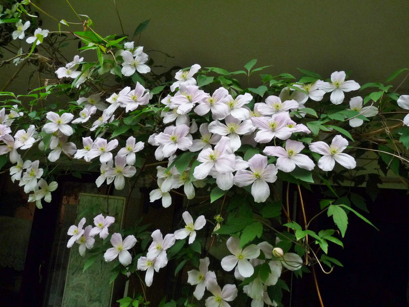  - Clematis