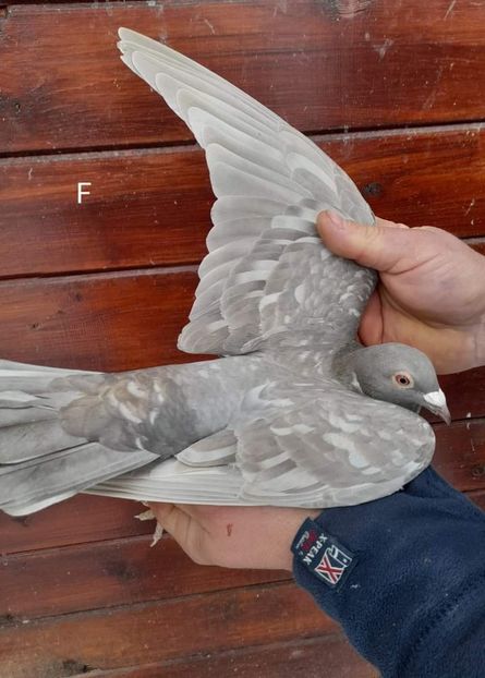  - Nu îmi aparțin 3