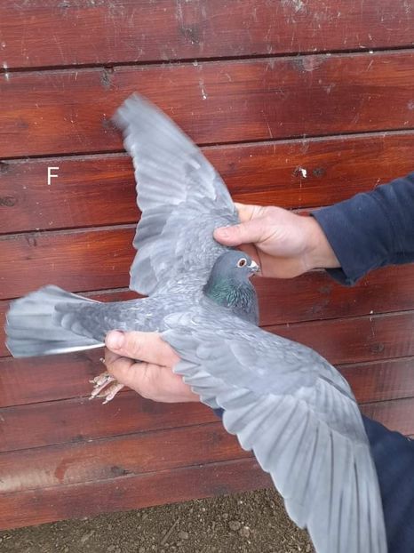  - Nu îmi aparțin 3