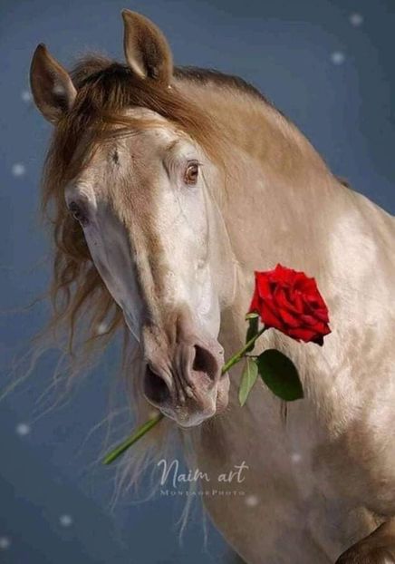  - Cai animale nobile