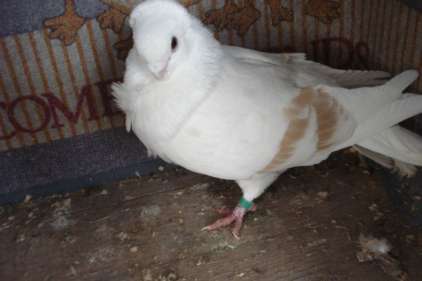 M 2013 - perechile 2022