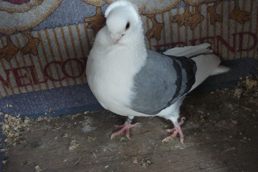 M 2014 - perechile 2022