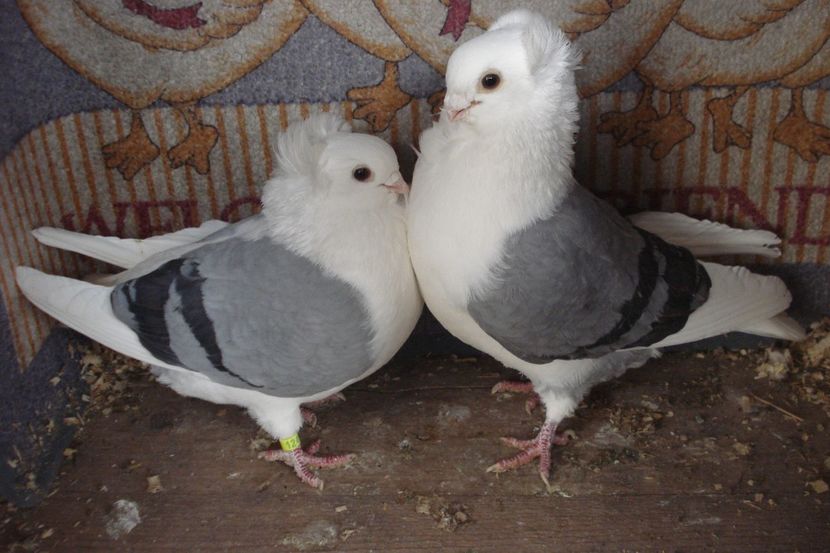 PER 5 - perechile 2022