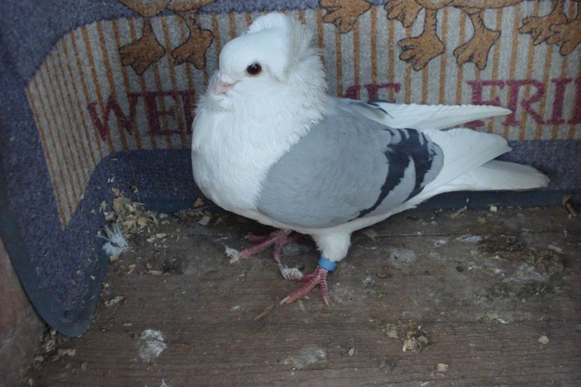 M 971-21 - perechile 2022