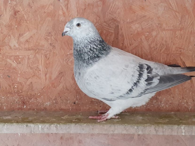 F. 2021 - de vanzare