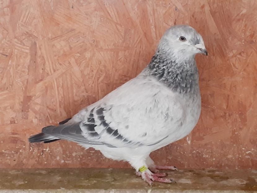 F. 2021 - de vanzare