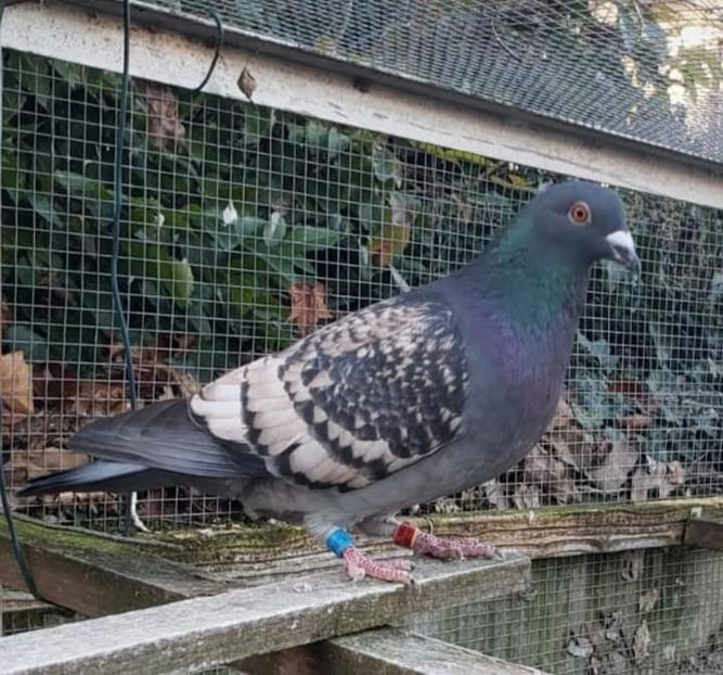  - Nu îmi aparțin 3