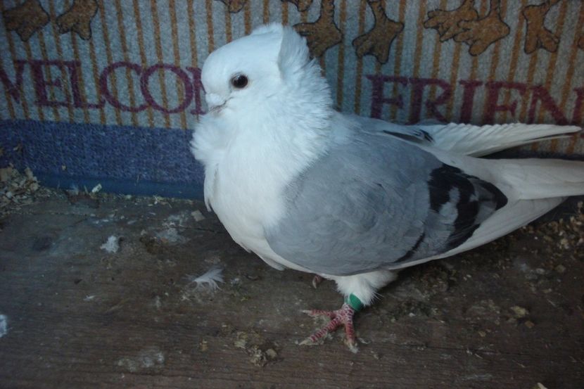 M 2012 - perechile 2022